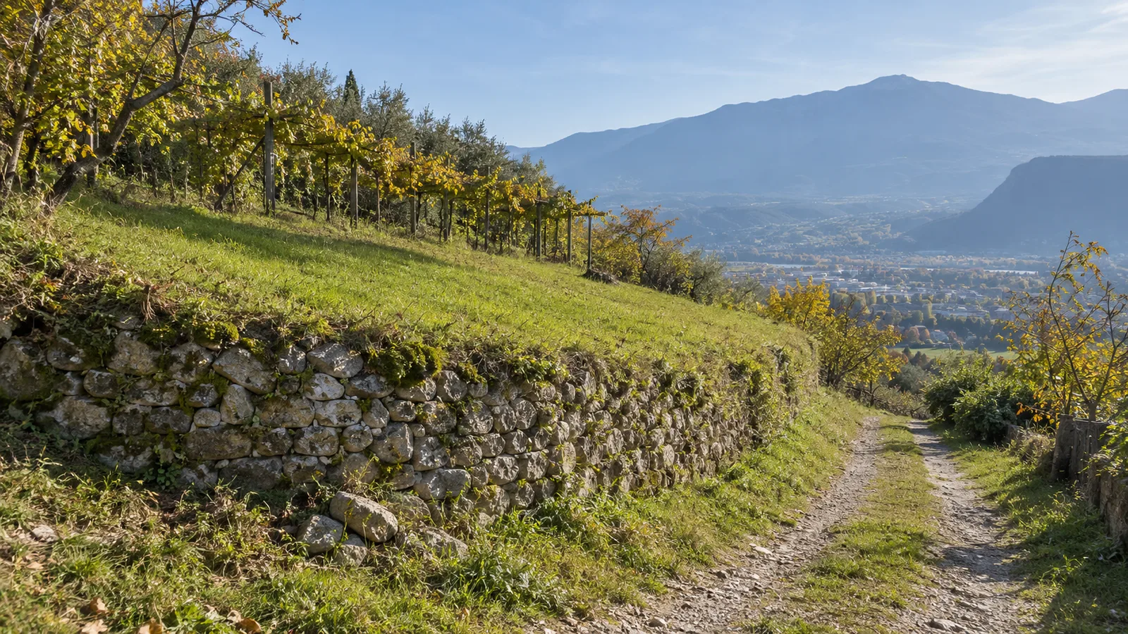 Terreno a terrazza con muro a secco sulla collina sopra Trento, con la valle dell'Adige sullo sfondo